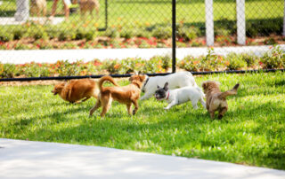 A group of dogs in a fenced yard at a kennel