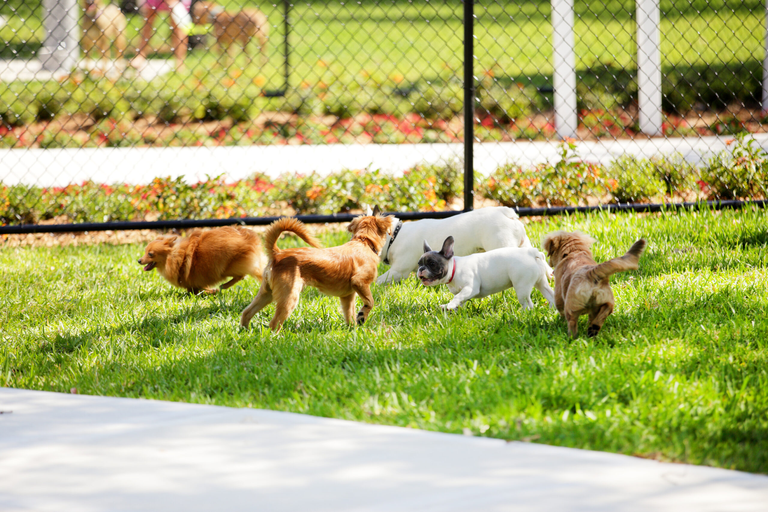 A group of dogs in a fenced yard at a kennel