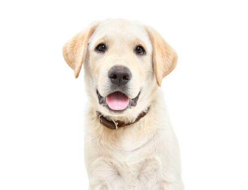 It all runs down leash