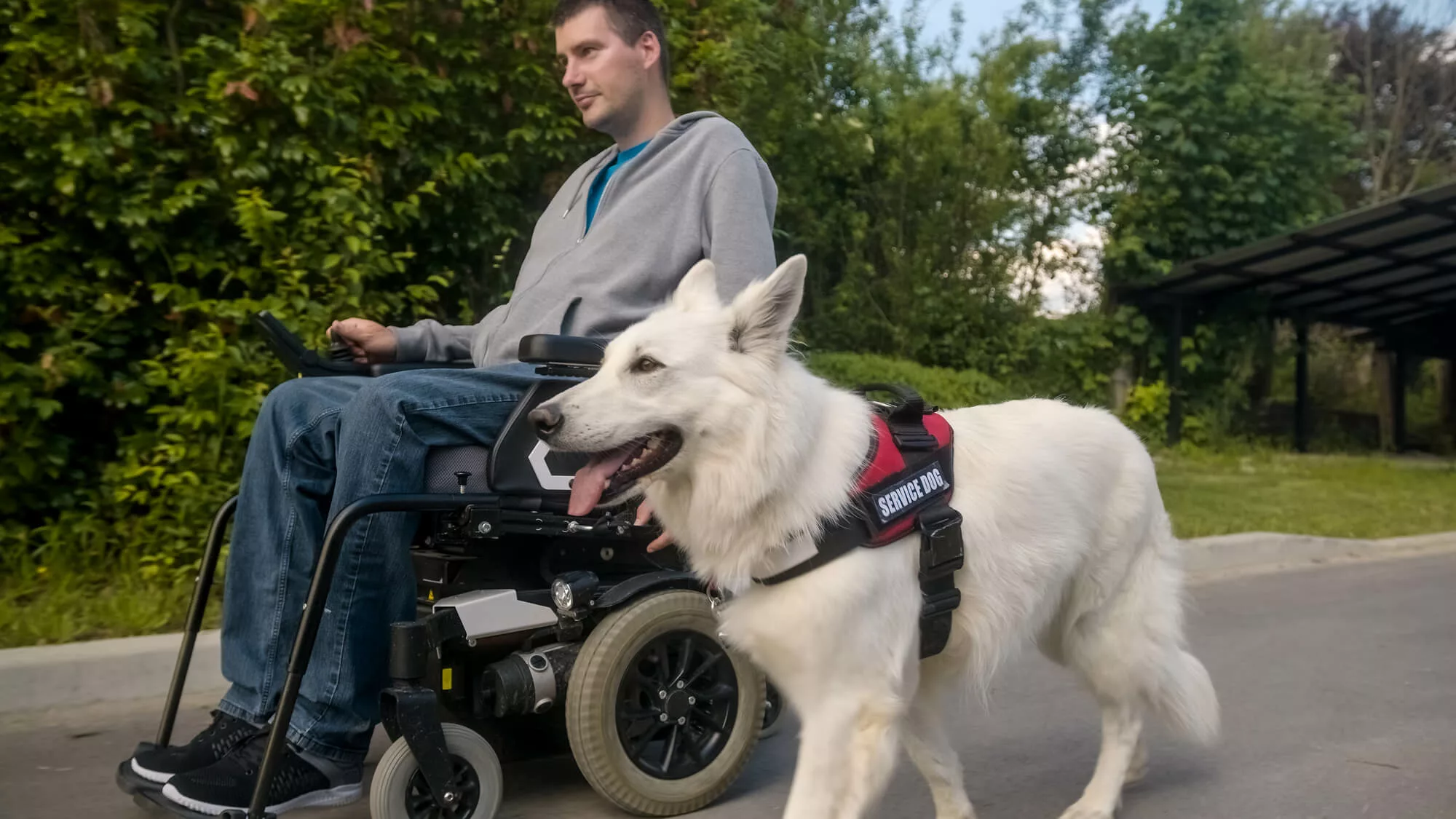 A white service dog walking next to a man in a wheelchair