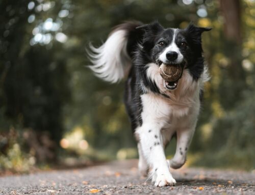 3 Expert Secrets to Choosing the Perfect Dog for You