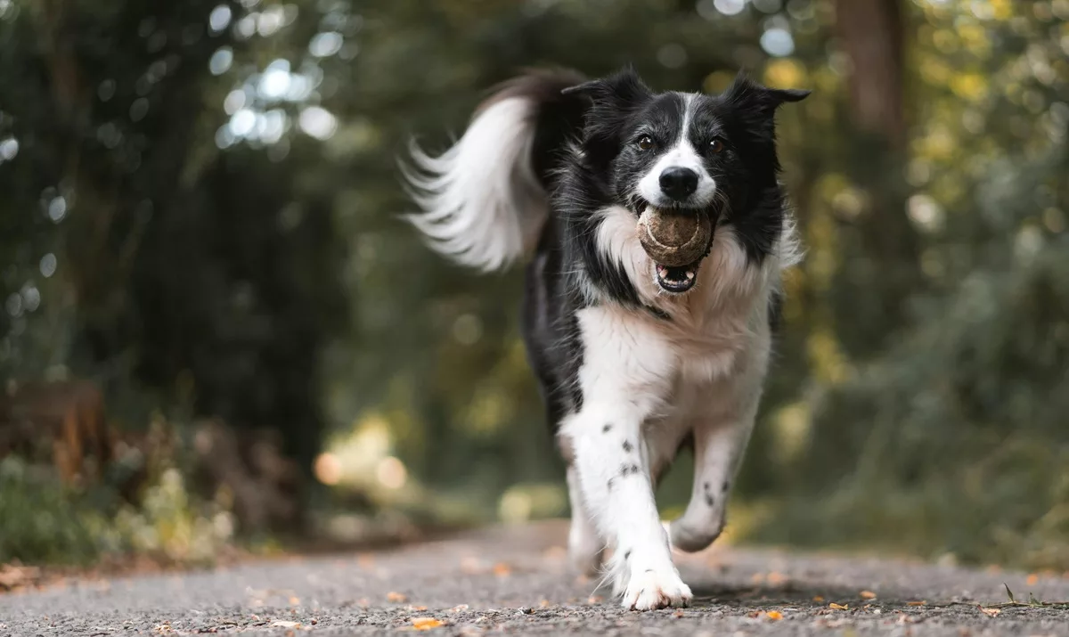 A black and white dog running down a street with a tennis ball in it's mouth