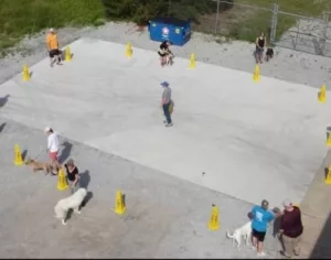 A group of dogs and trainers around a tarmac